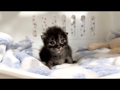 あちゃん様御予約❤ミーナちゃんと♡生後10日♡うるうるオメメの子猫ちゃん♡ まなあきちゃん御予約❤ちゅるんオメメの子猫ちゃん♡うるうる