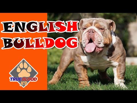 Video: İngilizce Bulldog Alan Rehberi