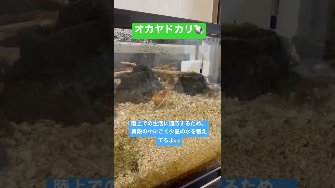 オカヤドカリ って知ってる ヤドカリ ペット 生き物 Youtube