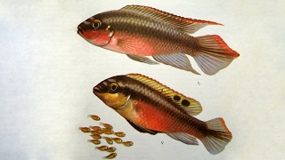 Пельвикахромис Попугайчик /Pelvicachromis Pulcher/ - Аквариумные тропические рыбы #19