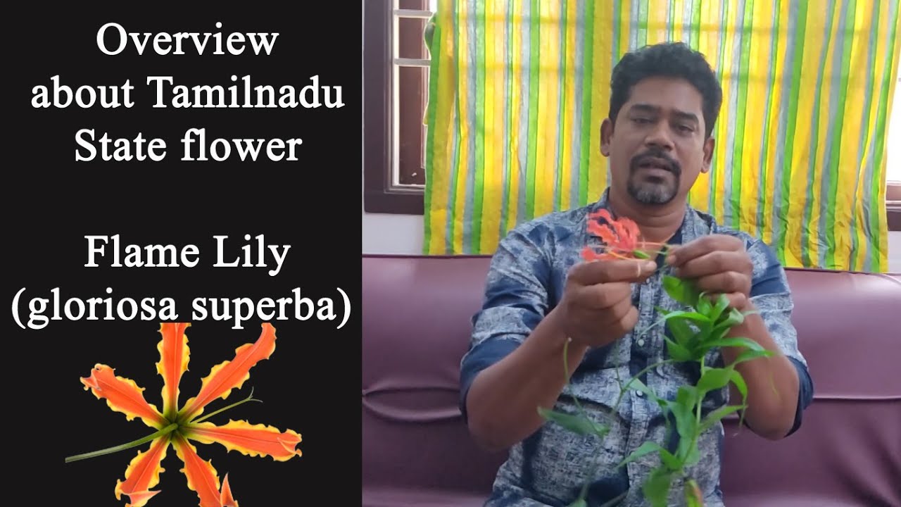 நம ம ந ல மலர எத என ற உங கள க க த ர ய ம Overview About Tamilnadu State Flower Flame Lily Youtube