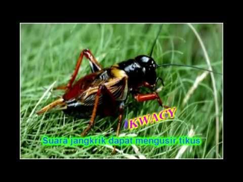 Mengusir Tikus Dengan Suara Jangkrik Mengusir Tikus Dengan Suara Jangkrik