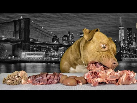 【閲覧注意ASMR】犬が食べてるだけなのになぜか見てしまう癒し映像