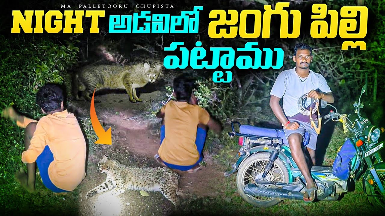 రాత్రిపూట అడవిలో జంగు పిల్లికి ఉచ్చులు కట్టాము 👈 Night Time  Forest Cat Hunting