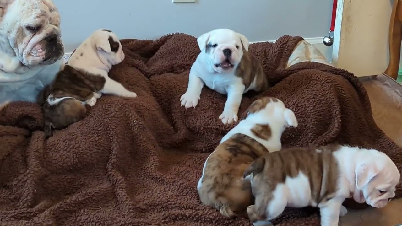 Adorable English Bulldog Puppies Playing 6 weeks old. Scofield x