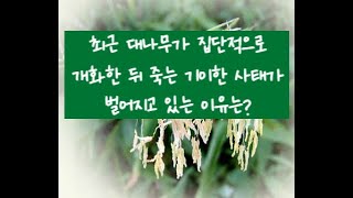 425. 최근 대나무가 집단적으로 꽃을 피우고 죽는 이유 (2024. 5. 21)