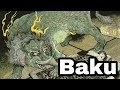 Baku le mangeur de rves mythologie japonaise