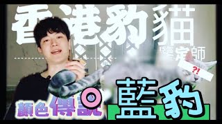 【Bees.W】EP14 香港孟加拉豹貓鑒定 ~ 小姐姐流野生浪豹B收養,外驚起顏色 ,Blue Bengal藍豹