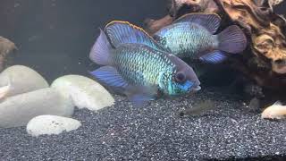 angelfish and blue acara