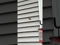 Hummingbird in slow motion