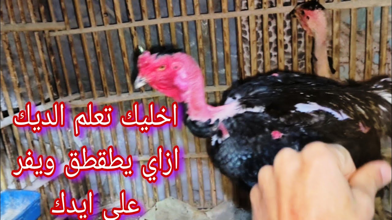 هعلمك ازاي تخلي الديك بتاعك يفر على ايدك تطقطق له بصباعك يدور حوالين ايدك 😂