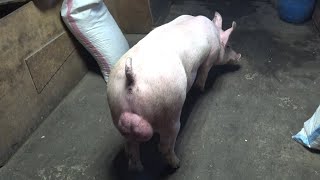 видео: Разъезжаются Поросятки по регионам страны ‼️Один день из жизни свиновода ‼️ картинка: Разъезжаются Поросятки по регионам страны ‼️Один день из жизни свиновода ‼️