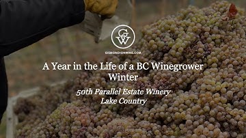 50th Parallel Botrytis Affected Riesling - WINTER