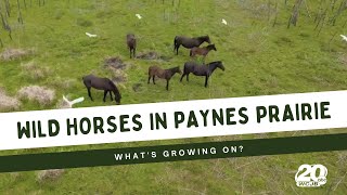 Whats Growing On: Wild Horses in Paynes Prairie
