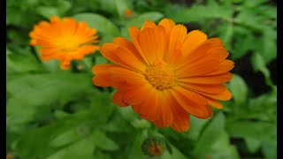 Semănarea gălbenelelor (Calendula officinalis)