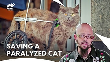 Jackson Saves These Angry Cats From Being Put Down | My Cat From Hell S5 E10,11,12 | Animal Planet