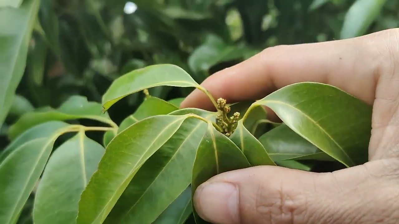 Tết xong vải thiều đã ra hoa rõ ràng rồi, dự báo giá vải năm nay sẽ cao ngất ngưởng 