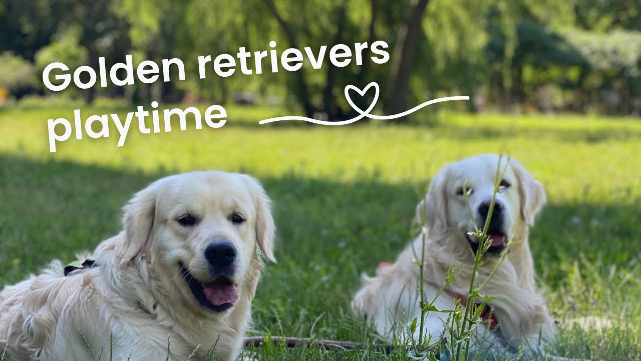 3 Minutes of Happy Golden Retrievers Playing Together - YouTube