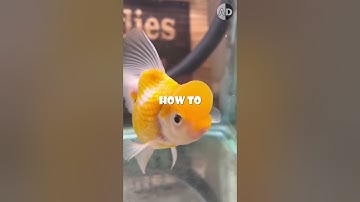 Debunking the Myth: The Surprising Truth About Goldfish Memory!