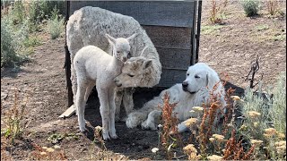 LaRain’s Baby Arrived! Struggling To Breathe But All Ends Well. by Big Horn Mountain Alpacas 2,783 views 1 year ago 8 minutes, 25 seconds