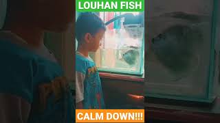 Ikan Louhan