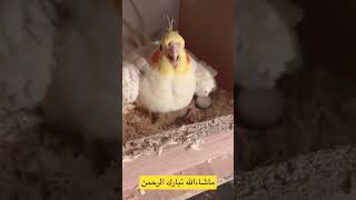 فتح بياضة طيور الكوكتيل / طيور الكروان / الجزء الثاني /كريم احمد