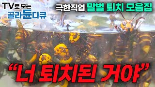 새벽 2시 장수말벌이 잠든 사이 말벌집을 꺼내 말벌주를 담근다🐝 극한직업 장수말벌 퇴치 모음집 ┃최강의 포식자를 사냥하기 위한 전략과 사투!┃장수말벌 수난시대┃#골라듄다큐