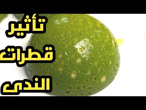 طريقة رش الشيكولاتة قطرات الندى