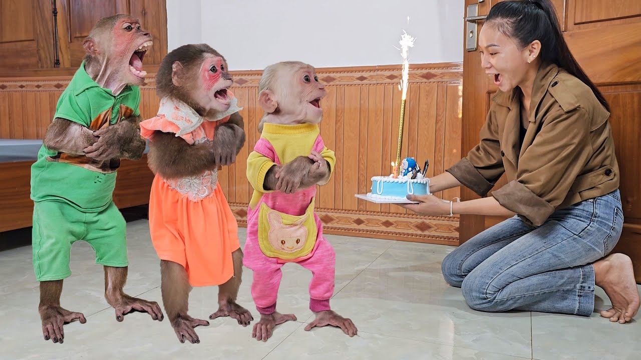 Monkey Su & Kuku Mimi excited when mom secretly organizes a surprise birthday party!