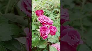 #prayer #mensagem #nature #plants #flowers #roses #pink #bomdia #motivational #reflexão #fe