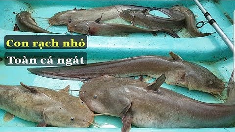 Câu cá ngát ||không ngờ con rạch nhỏ vậy mà toàn cá ngát