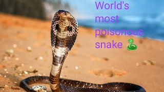 World's most poisonous snake 🐍 | Nature beauty | #snake #naturebeauty