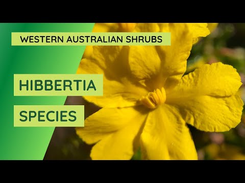 Video: Guinea Flower Info: How To Grow A Hibbertia Guinea Plant