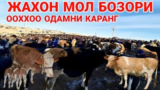 КАШКАДАРЁДА ЧИРОКЧИ МОЛ БОЗОРИ НАРХЛАРИ 2022 Chiroqchi mol bozori narxlari.