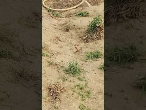 طائر الشوله احمر الذيل
