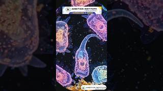 🦠 Amoeba reproduces by binary fission — one cell divides into two identical daughter cells! 🔬✨#video
