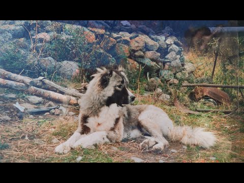 მუშა ძაღლები ყაზბეგიდან