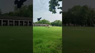 Eagle flying