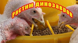 Индюки гиганты. Весь цикл жизни за 6 месяцев. Подробно.