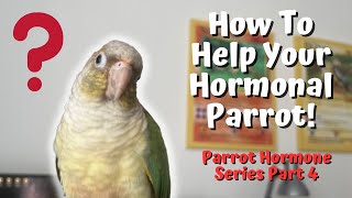 How To Help Your Hormonal Parrot | Hormone Solutions | TheParrotTeacher