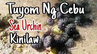 Tuyom ng cebu | Sea urchin kinilaw