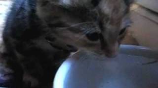 Thirsty Kitten by Heliotropa 1,196 views 12 years ago 27 seconds