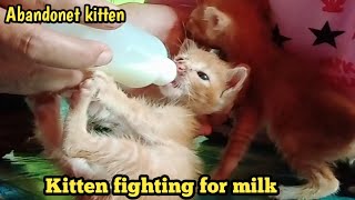 Kitten fighting for milk  Abandonet kitten