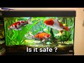 Keeping Koi Fish in an Aquarium: Tank Size, Filtration, and Maintenance Tips
