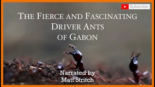 Driver Ants of Africa&#39;s Gabon: Narrated By Matt Stritch (with subtitles)