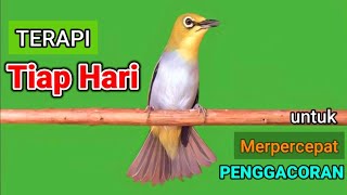 Download Lagu PLECI GACOR suara ngalas BERSAHUTAN ini PANCINGAN PLECI AGAR BUNYI jadikan BURUNG PLECI Gacor EMOSI MP3 Download Lagu PLECI GACOR suara ngalas BERSAHUTAN ini PANCINGAN PLECI AGAR BUNYI jadikan BURUNG PLECI Gacor EMOSI MP3
