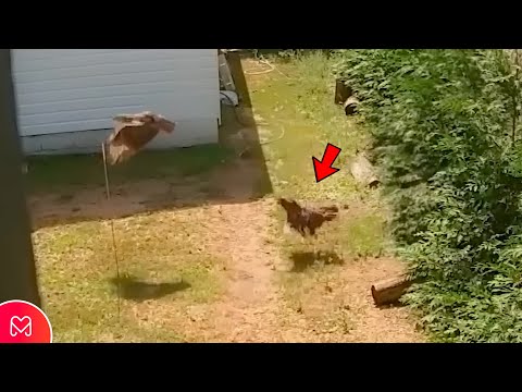 Video: Zabije ostrý jastrab kura?
