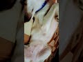 #song #bollywood #hindisong #movie #viralvideo #funnydog #viralshorts #cute 🤔😔😔
