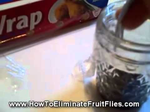 How to Get Rid of Fruit Flies - build a Fruit Fly trap - YouTube