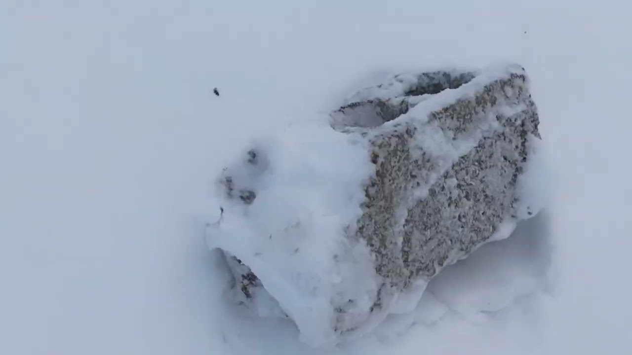 BOZO YİNE FİRARDA CESUR ŞAŞKIN